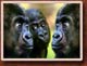 Grußkarten mit Affen, Schimpansen und Gorillas